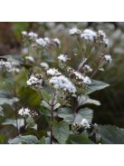 Sédkender / Eupatorium rugosum Chocolate