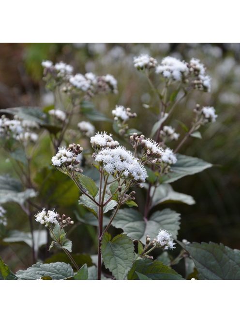 Sédkender / Eupatorium rugosum Chocolate