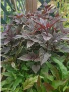 Sédkender / Eupatorium rugosum Chocolate