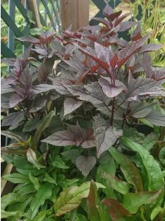 Sédkender / Eupatorium rugosum Chocolate