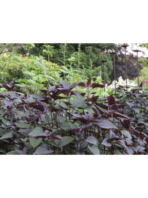 Sédkender / Eupatorium rugosum Chocolate
