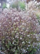 Sédkender / Eupatorium rugosum Chocolate