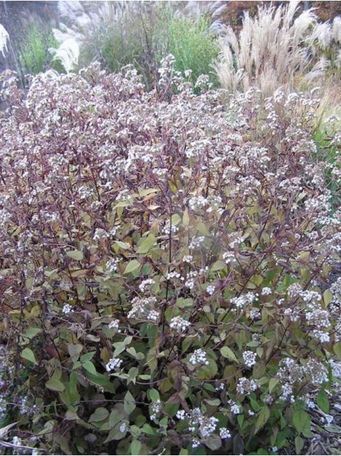 Sédkender / Eupatorium rugosum Chocolate