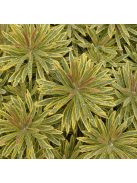 Tarka kutyatej / Euphorbia x martinii Ascot Rainbow