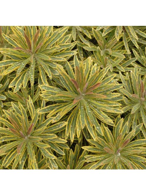 Tarka kutyatej / Euphorbia x martinii Ascot Rainbow