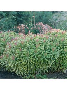 Tarka kutyatej / Euphorbia x martinii Ascot Rainbow