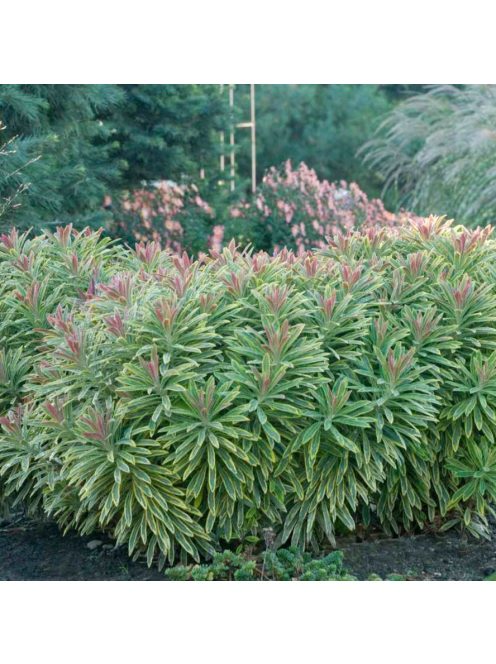 Tarka kutyatej / Euphorbia x martinii Ascot Rainbow