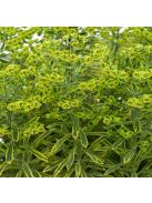 Tarka kutyatej / Euphorbia x martinii Ascot Rainbow