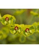 Tarka kutyatej / Euphorbia x martinii Ascot Rainbow