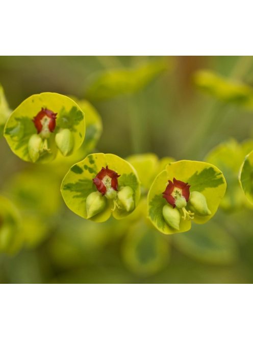 Tarka kutyatej / Euphorbia x martinii Ascot Rainbow