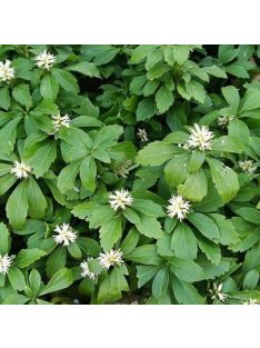   Japán kövérke / Pachysandra terminalis 'Green Carpet'