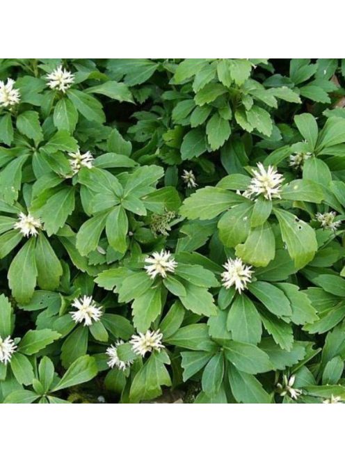 Japán kövérke / Pachysandra terminalis 'Green Carpet'