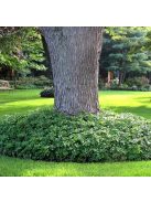 Japán kövérke / Pachysandra terminalis 'Green Carpet'