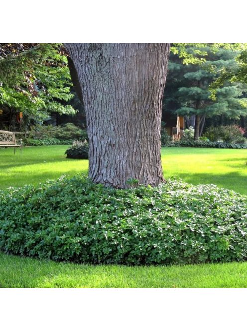 Japán kövérke / Pachysandra terminalis 'Green Carpet'
