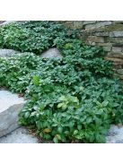 Japán kövérke / Pachysandra terminalis 'Green Carpet'