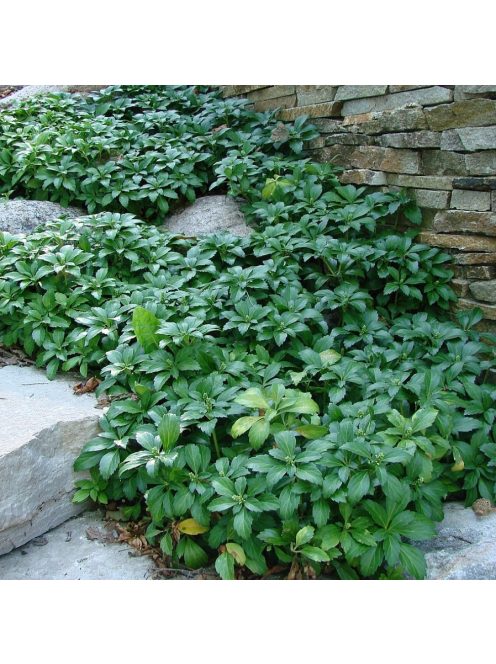 Japán kövérke / Pachysandra terminalis 'Green Carpet'