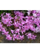 Árlevelű lángvirág / Phlox subulata 'Moerheimi'