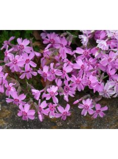   Árlevelű lángvirág / Phlox subulata 'Moerheimi'