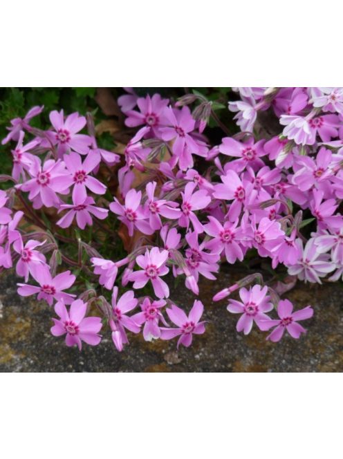 Árlevelű lángvirág / Phlox subulata 'Moerheimi'