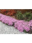Árlevelű lángvirág / Phlox subulata 'Moerheimi'