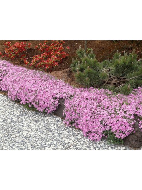 Árlevelű lángvirág / Phlox subulata 'Moerheimi'