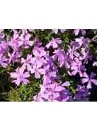 Árlevelű lángvirág / Phlox subulata 'Moerheimi'