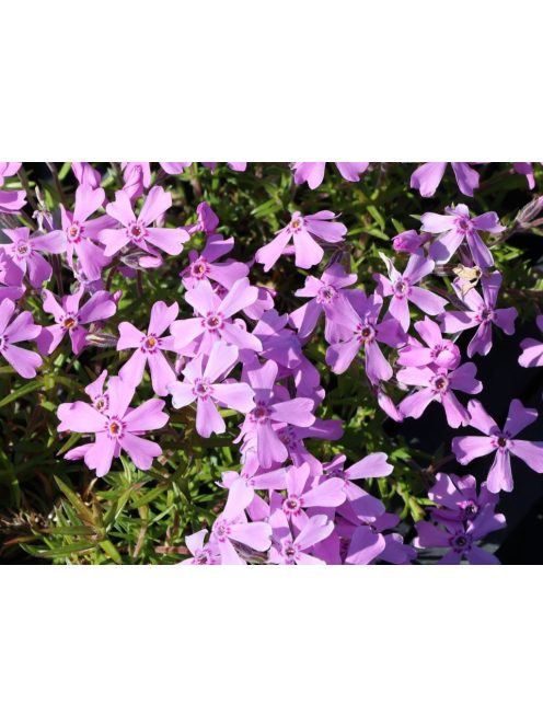 Árlevelű lángvirág / Phlox subulata 'Moerheimi'