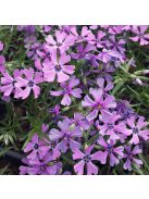 Árlevelű lángvirág / Phlox subulata 'Purple Beauty'