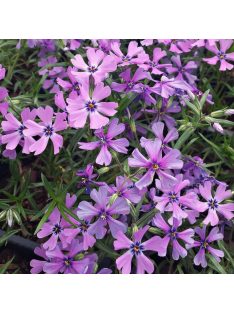   Árlevelű lángvirág / Phlox subulata 'Purple Beauty'
