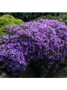   Árlevelű lángvirág / Phlox subulata 'Purple Beauty'