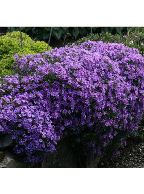 Árlevelű lángvirág / Phlox subulata 'Purple Beauty'