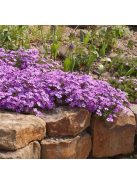 Árlevelű lángvirág / Phlox subulata 'Purple Beauty'