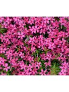 Árlevelű lángvirág / Phlox subulata 'Scarlet Flame'