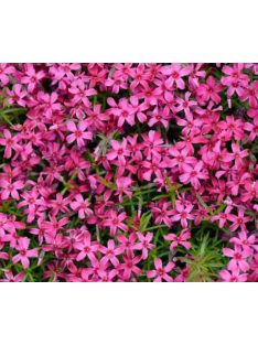   Árlevelű lángvirág / Phlox subulata 'Scarlet Flame'