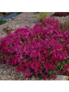 Árlevelű lángvirág / Phlox subulata 'Scarlet Flame'