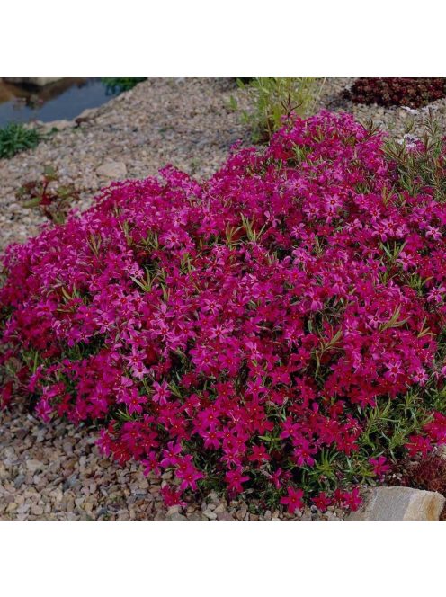 Árlevelű lángvirág / Phlox subulata 'Scarlet Flame'
