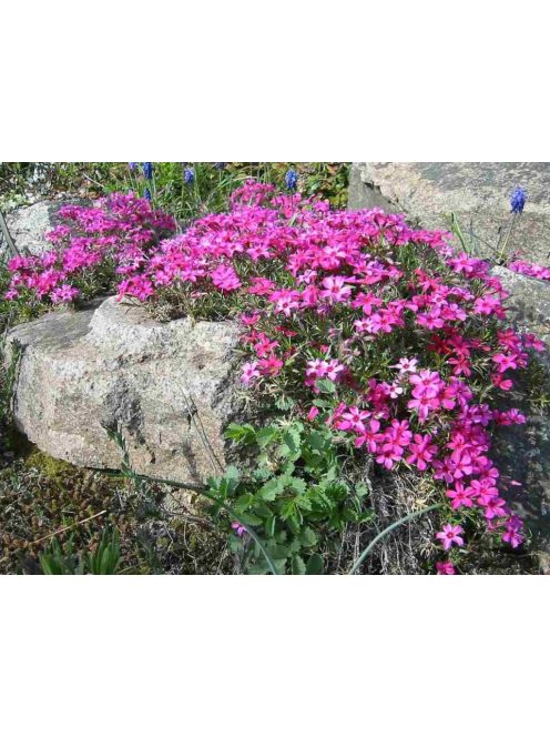 Árlevelű lángvirág / Phlox subulata 'Scarlet Flame'