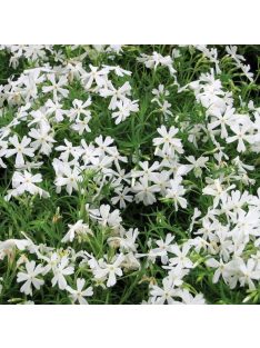   Árlevelű lángvirág / Phlox subulata 'White Delight'