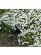 Árlevelű lángvirág / Phlox subulata 'White Delight'