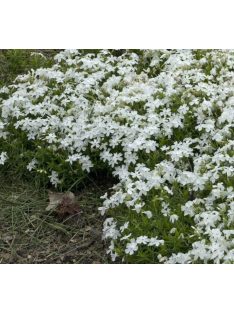   Árlevelű lángvirág / Phlox subulata 'White Delight'