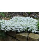 Árlevelű lángvirág / Phlox subulata 'White Delight'