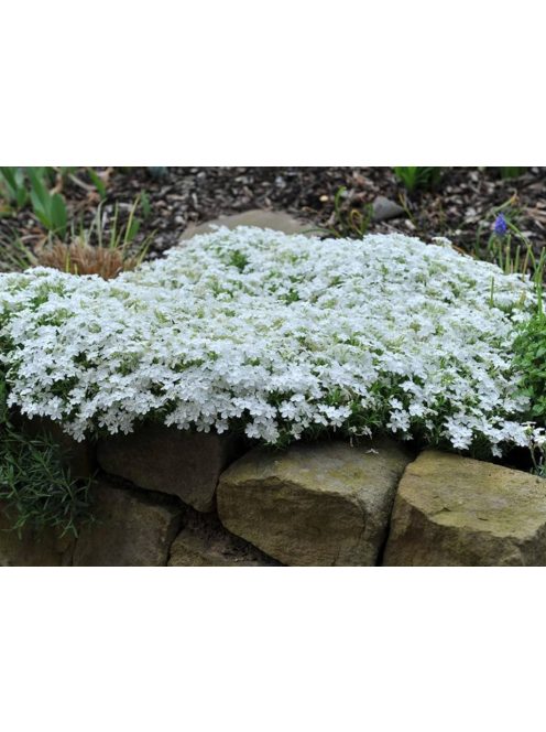 Árlevelű lángvirág / Phlox subulata 'White Delight'