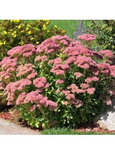 Varjúháj / Sedum hybridum 'Herbstfreude'