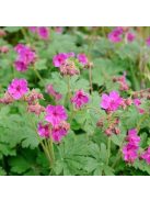 Illatos gólyaorr / Geranium macrorrhizum Czakor