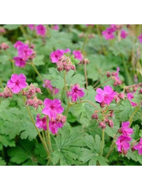 Illatos gólyaorr / Geranium macrorrhizum Czakor