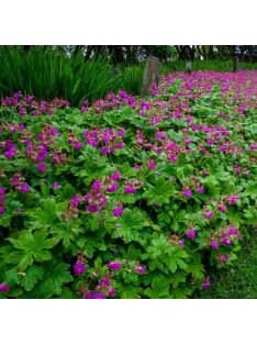 Illatos gólyaorr / Geranium macrorrhizum Czakor