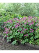 Illatos gólyaorr / Geranium macrorrhizum Czakor