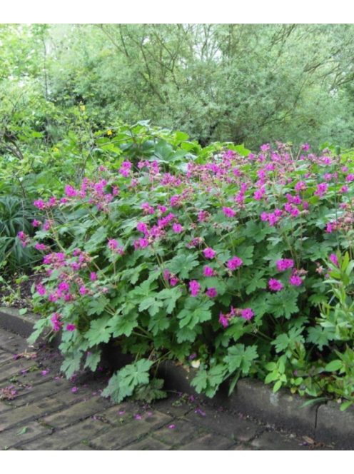Illatos gólyaorr / Geranium macrorrhizum Czakor
