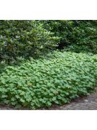 Illatos gólyaorr / Geranium macrorrhizum Czakor
