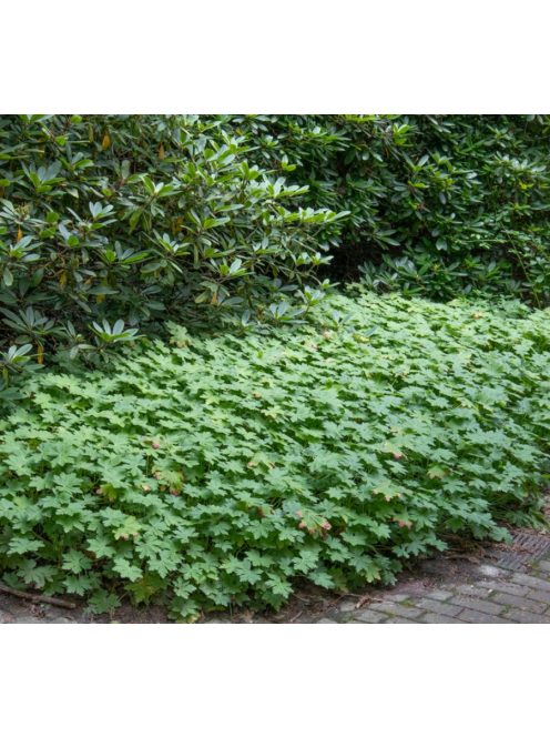 Illatos gólyaorr / Geranium macrorrhizum Czakor